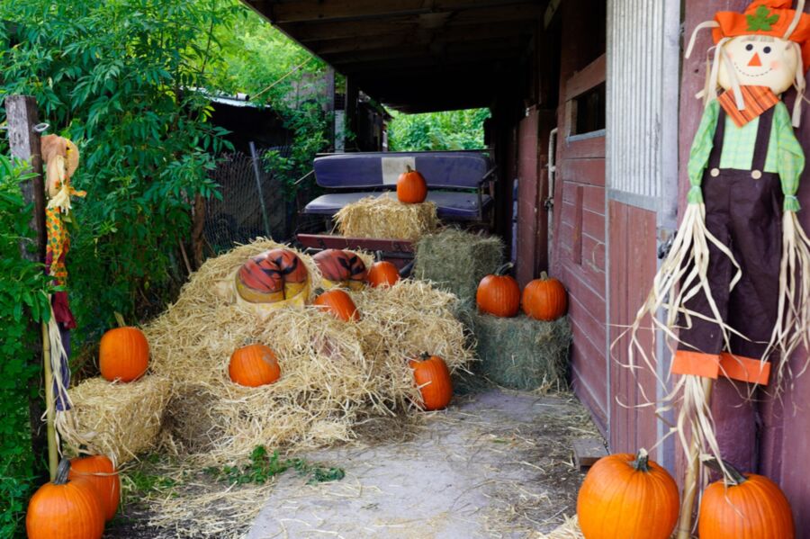 Rose Monroe & Valentina Jewels | Pumpkin Booty Patch