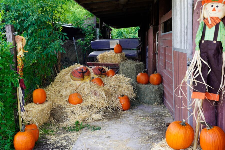 Rose Monroe & Valentina Jewels | Pumpkin Booty Patch