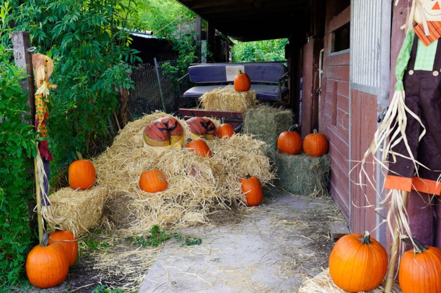 Rose Monroe & Valentina Jewels | Pumpkin Booty Patch